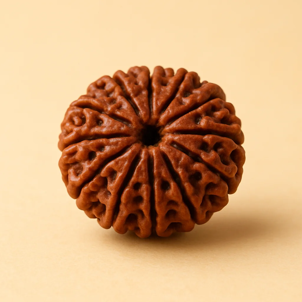 Nepal Origin 12 Mukhi Rudraksha - 17mm to 22mm